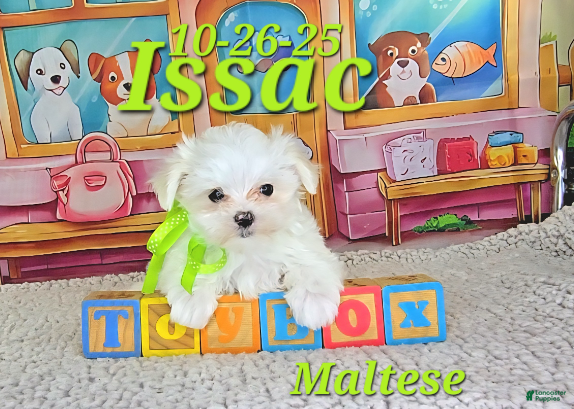 Maltese dogs Issac - Ad 6