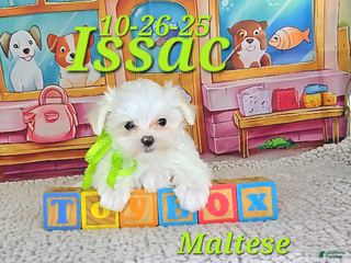 Maltese dogs Issac - Ad 6
