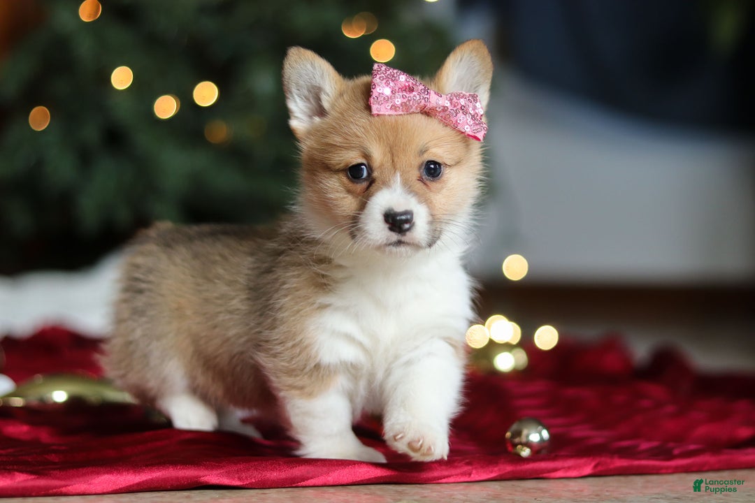 Welsh Corgi Pembroke dogs for sale: Twinkle - Ad 2