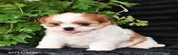 Shih Tzu dogs for sale: Dash - Ad 2