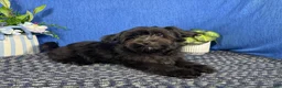 Morkie dogs for sale: Morkie 1 - Ad 6