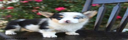 Welsh Corgi Pembroke dogs for sale: Clover - Ad 2