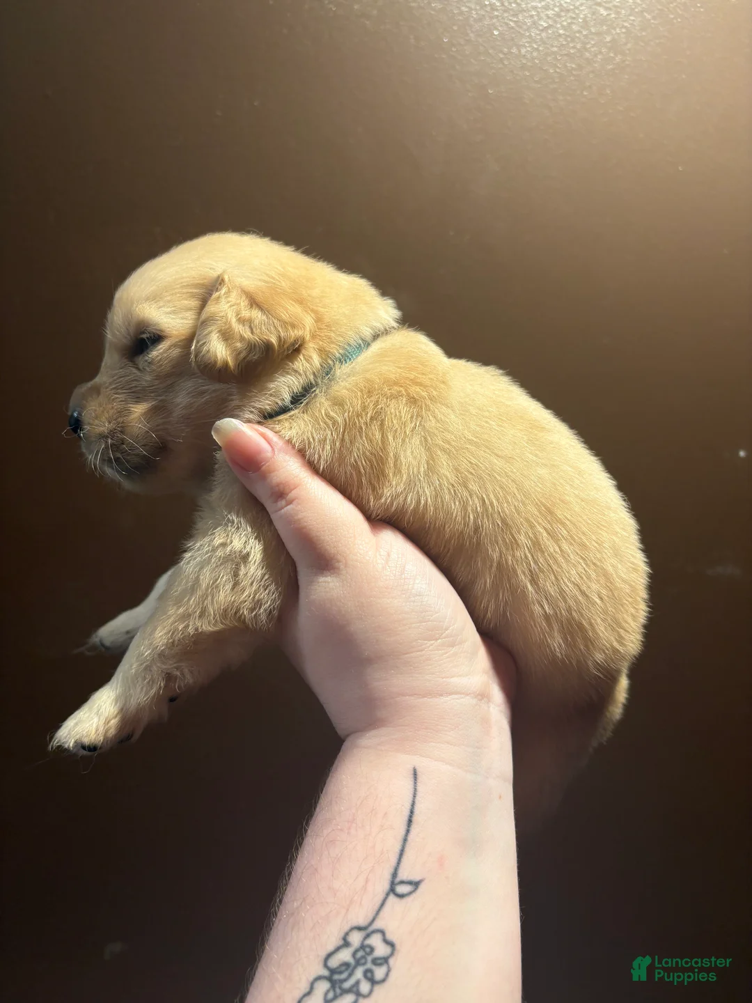 Golden Retriever dogs for sale: Bagel - Ad 2