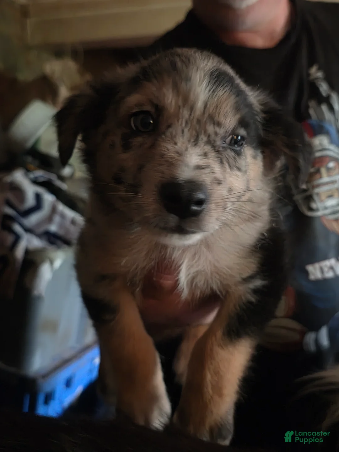 Australian Shepherd dogs for sale: Shamus - Ad 1