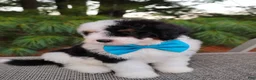 Bernedoodle dogs for sale: Biscuit  - Ad 3