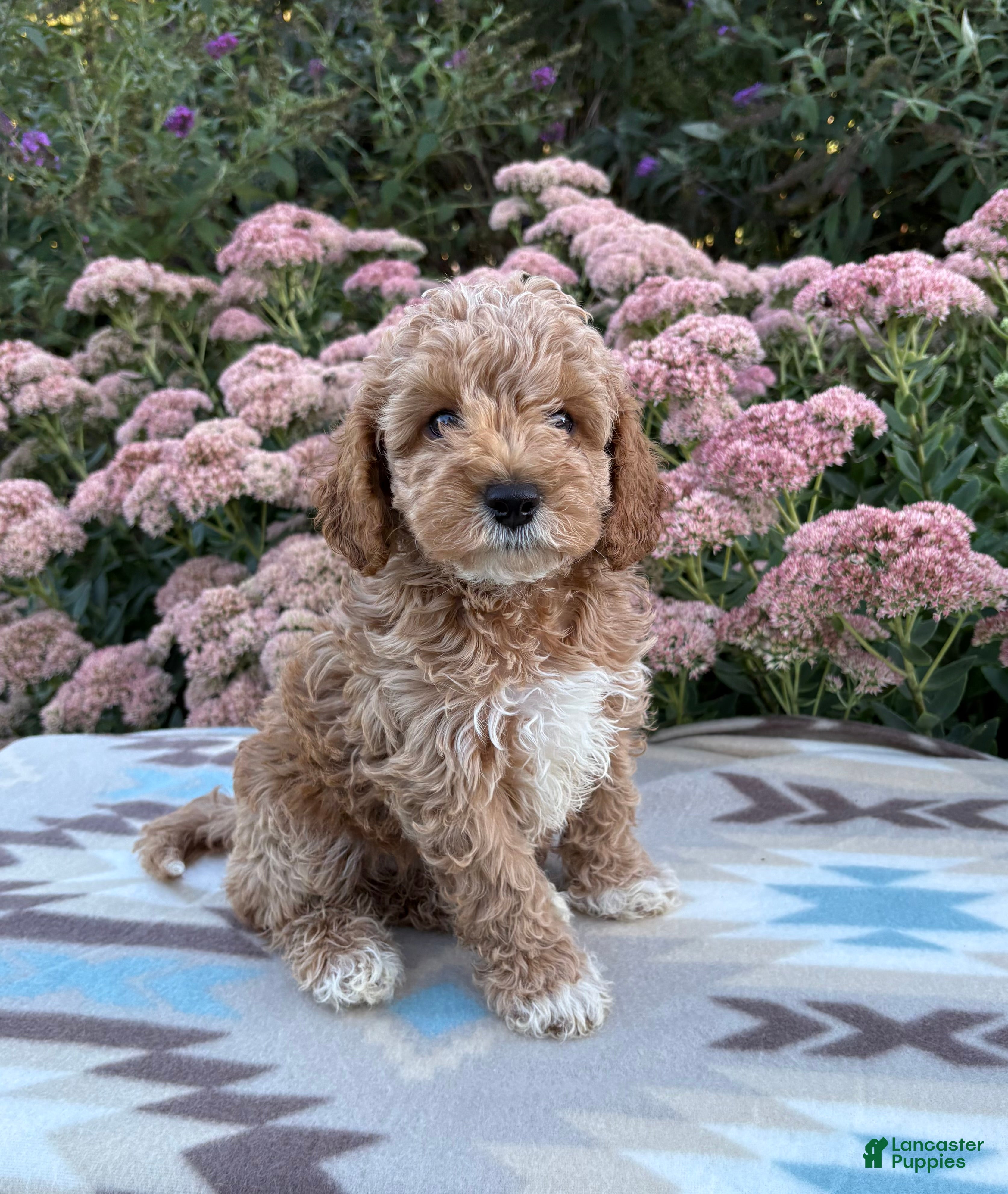 Cockapoo dogs Riley - Ad 1