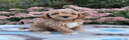 Cockapoo dogs for sale: Riley - Ad 1