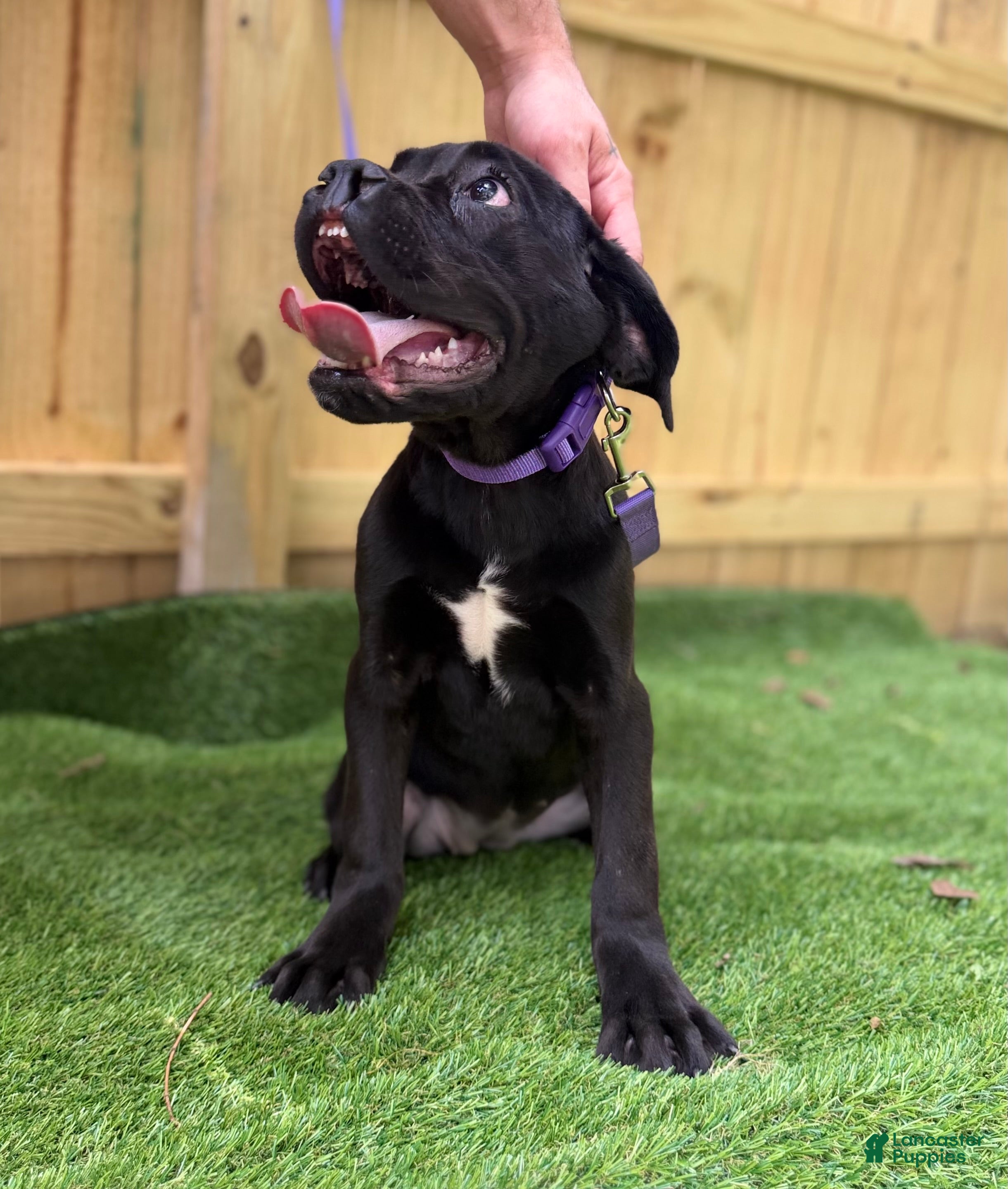 Cane Corso dogs BONNIE - Ad 2