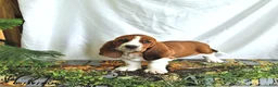 Basset Hound dogs for sale: Sophia - Ad 4