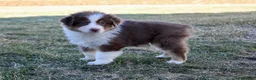 Australian Shepherd dogs for sale: Buddy  - Ad 4