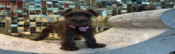 Miniature Schnauzer dogs for sale: Dutches - Ad 1