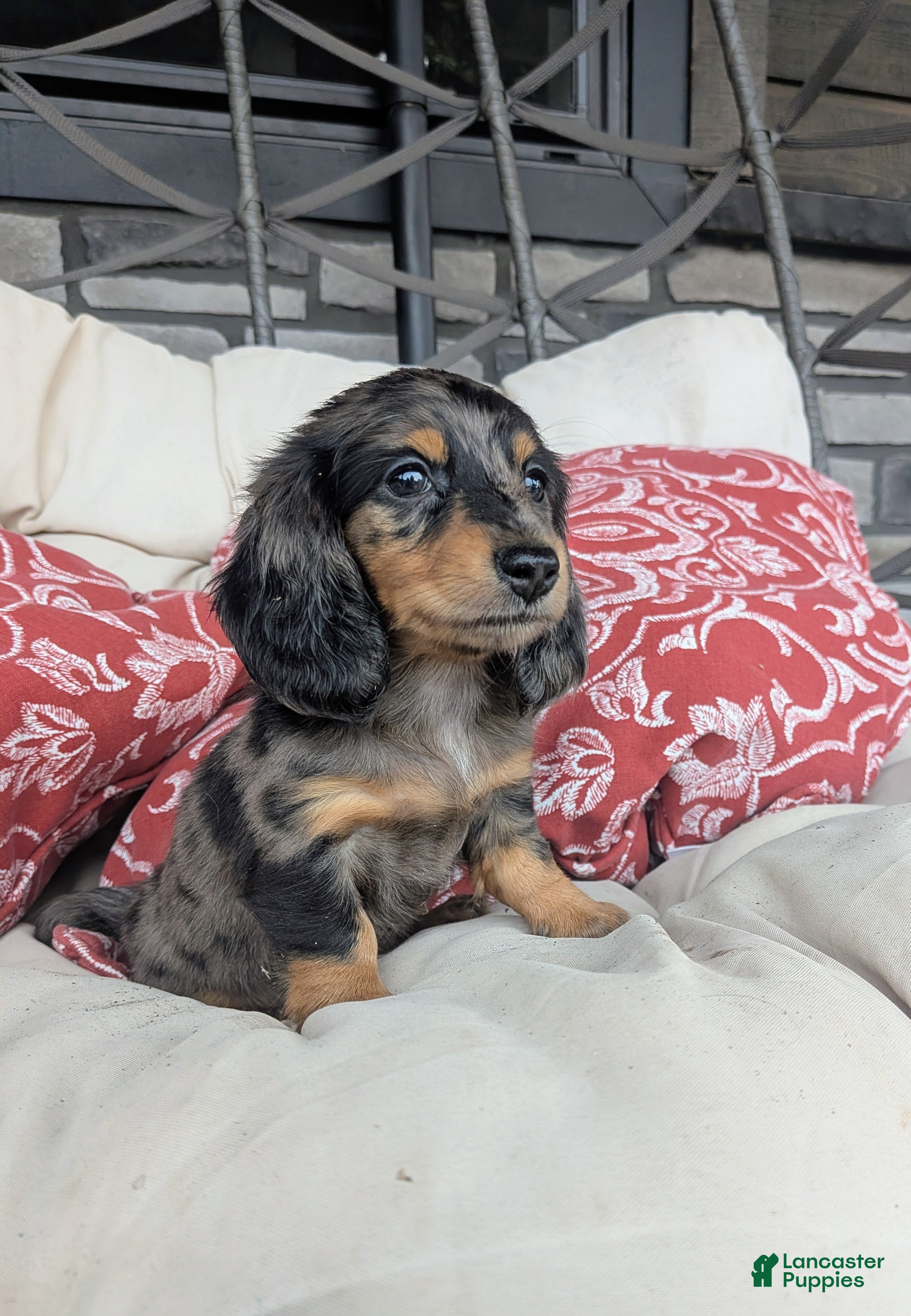 Dachshund dogs Dachshund 4 - Ad 2