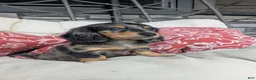 Dachshund dogs for sale: Dachshund 4 - Ad 2
