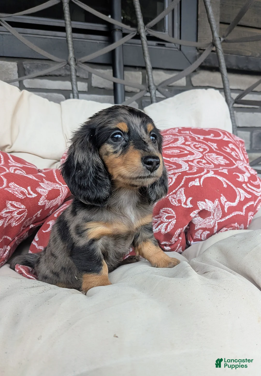 Dachshund dogs for sale: Dachshund 4 - Ad 2