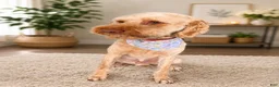 Goldendoodle dogs for sale: Passion - Ad 8