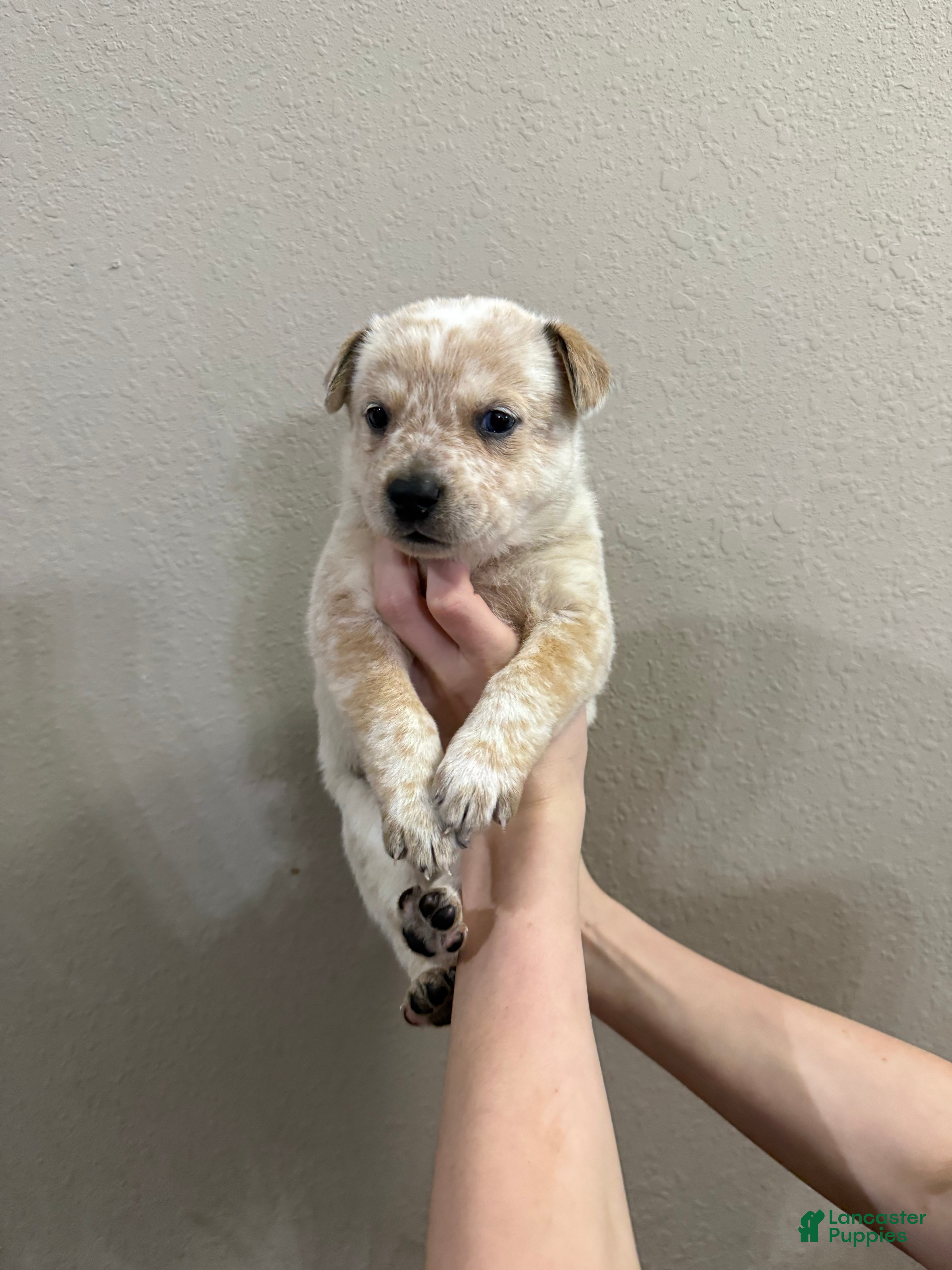 Australian Cattle Dog dogs Red Male (Dark Blue - Freckles) - Ad 1