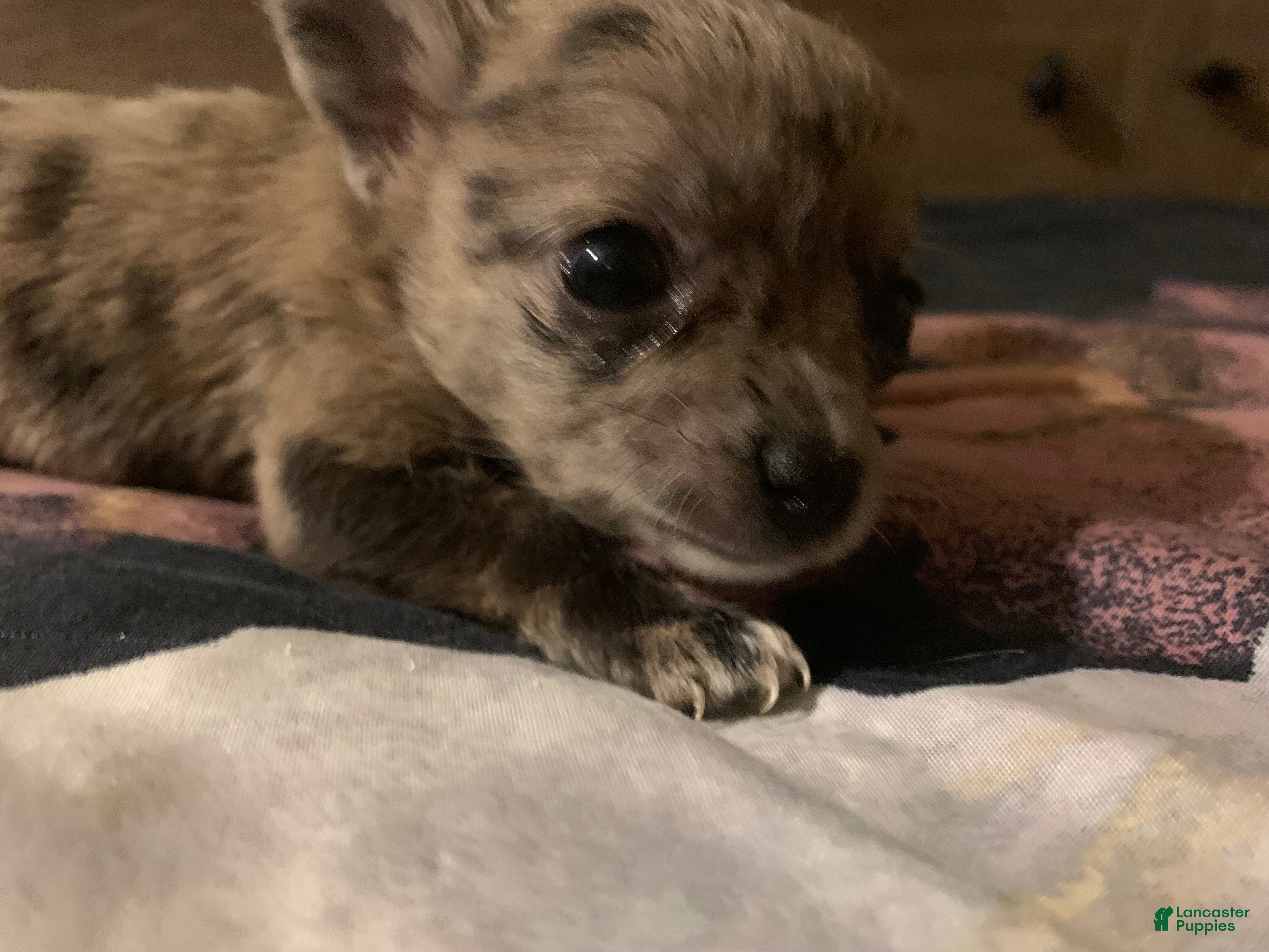 Chihuahua dogs Chihuahua 1 - Ad 2