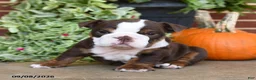 English Bulldog dogs for sale: Sweetie - Ad 4