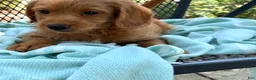 Mini Goldendoodle dogs for sale: Gus - Ad 4