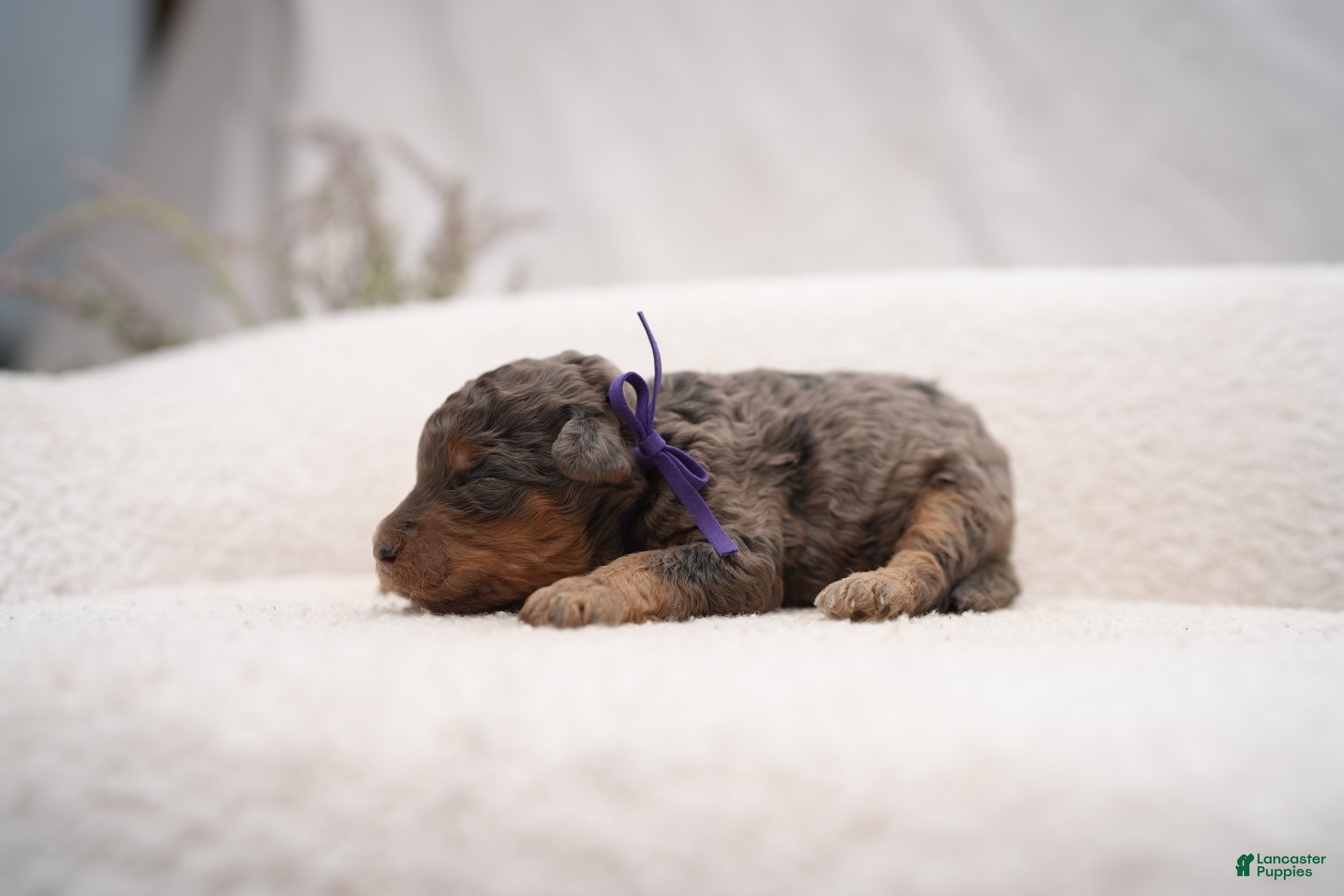 Bernedoodle dogs Gray Collar - Ad 2