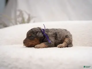 Bernedoodle dogs for sale: Gray Collar - Ad 1