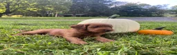 Miniature Labradoodle dogs for sale: Georgia-mini red F1b - Ad 7