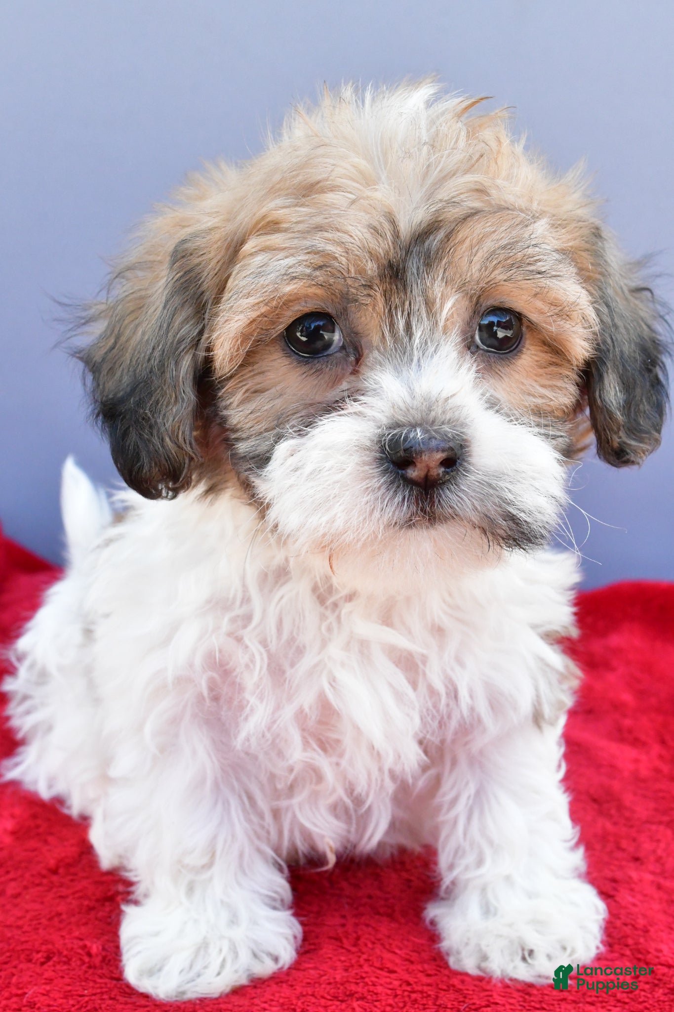 Teddy Bear dogs Tate - Ad 1
