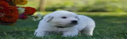 Great Pyrenees dogs for sale: AKC Titan - Ad 6