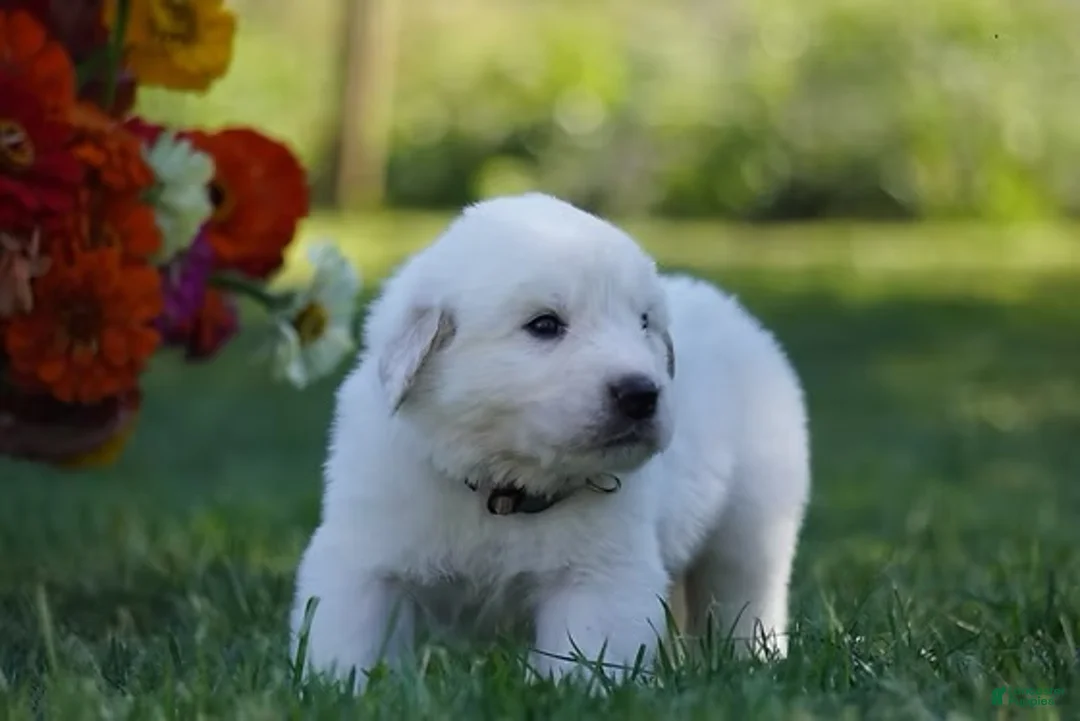 Great Pyrenees dogs for sale: AKC Titan - Ad 6