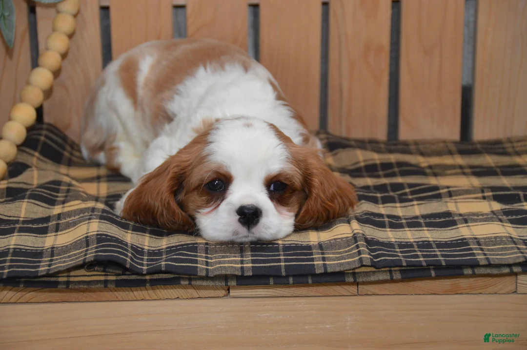 Cavalier King Charles Spaniel dogs for sale: Delmar - Ad 6