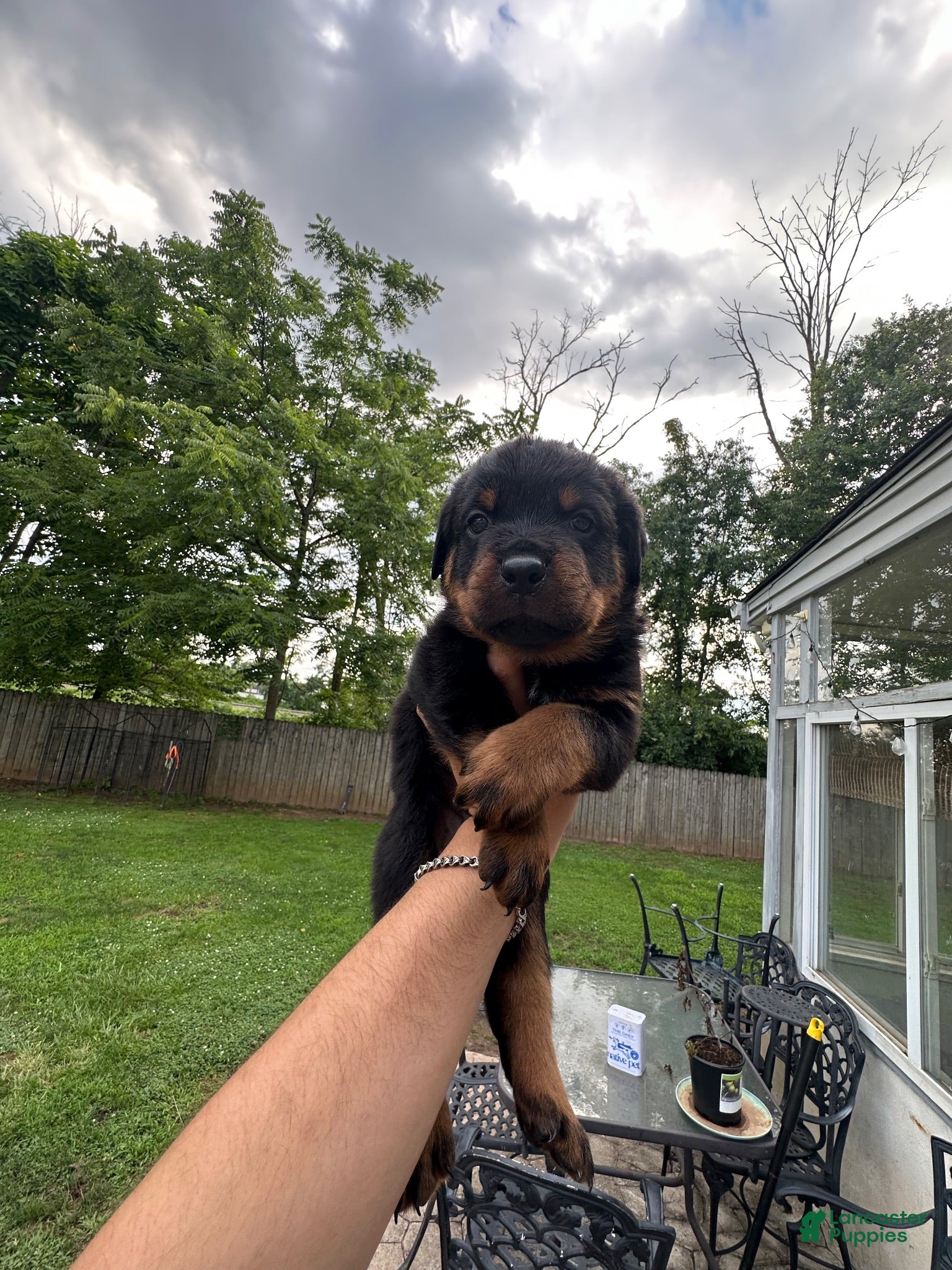 Rottweiler dogs Rottweiler 3 - Ad 13