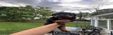 Rottweiler 3