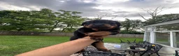 Rottweiler dogs for sale: Rottweiler 3 - Ad 1