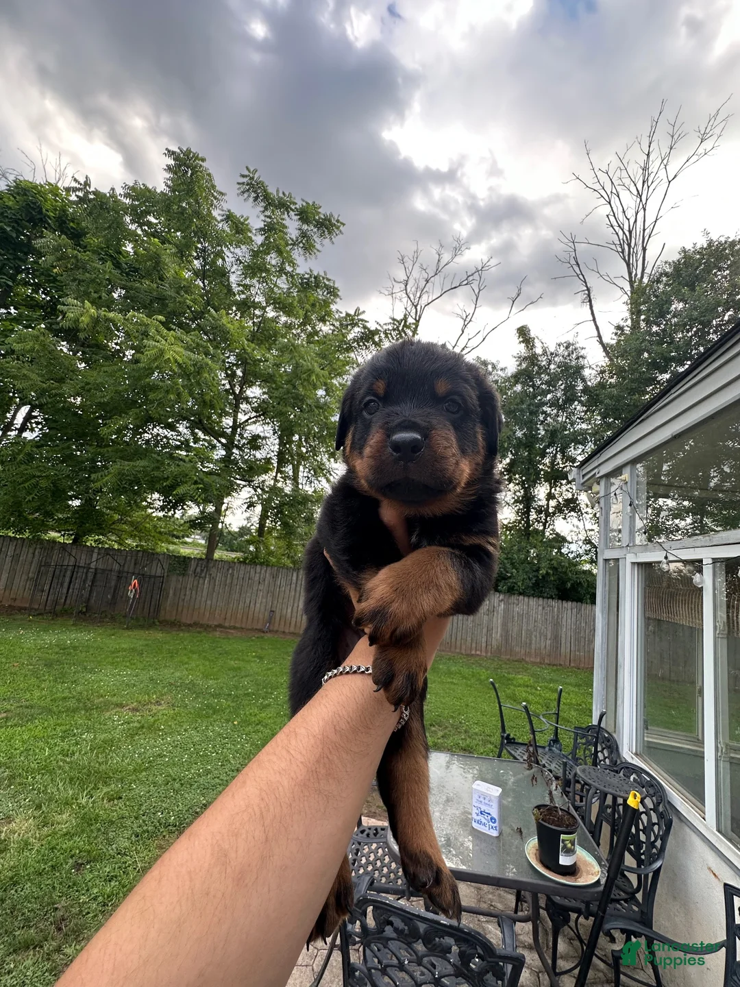 Rottweiler dogs for sale: Rottweiler 3 - Ad 1