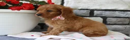 Cavapoo dogs for sale: Sierra - Ad 3