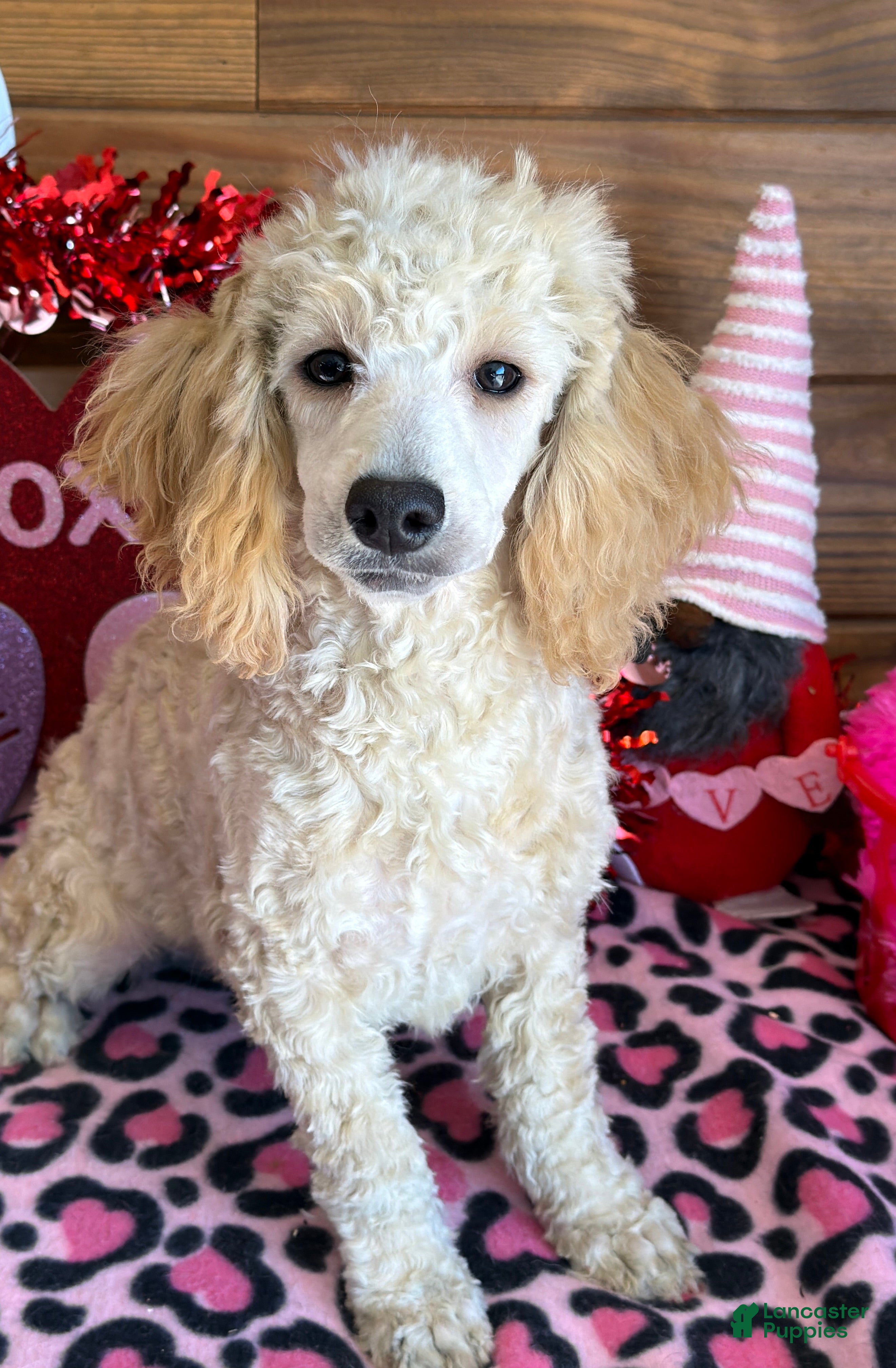 Miniature Poodle dogs Angie - Ad 40
