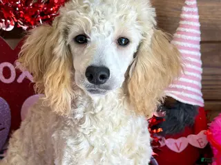 Miniature Poodle dogs Angie - Ad 40