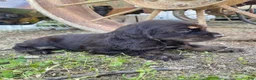 Cocker Spaniel dogs for sale: Merika - Ad 2