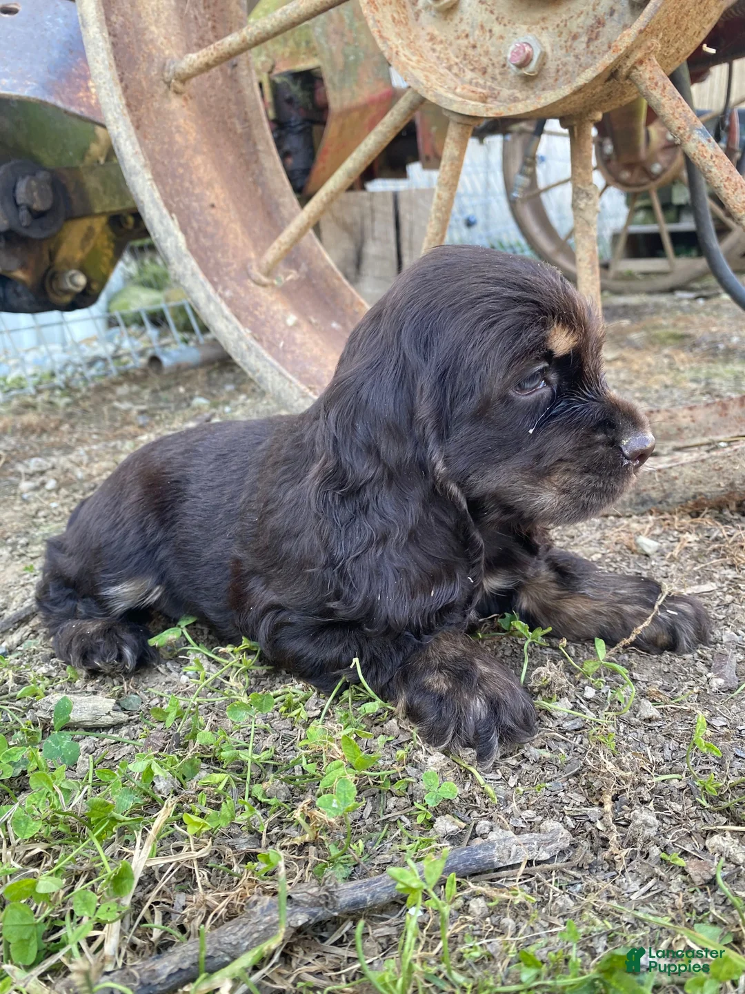 Cocker Spaniel dogs for sale: Merika - Ad 2