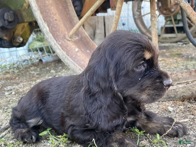 Cocker Spaniel dogs Merika - Ad 2