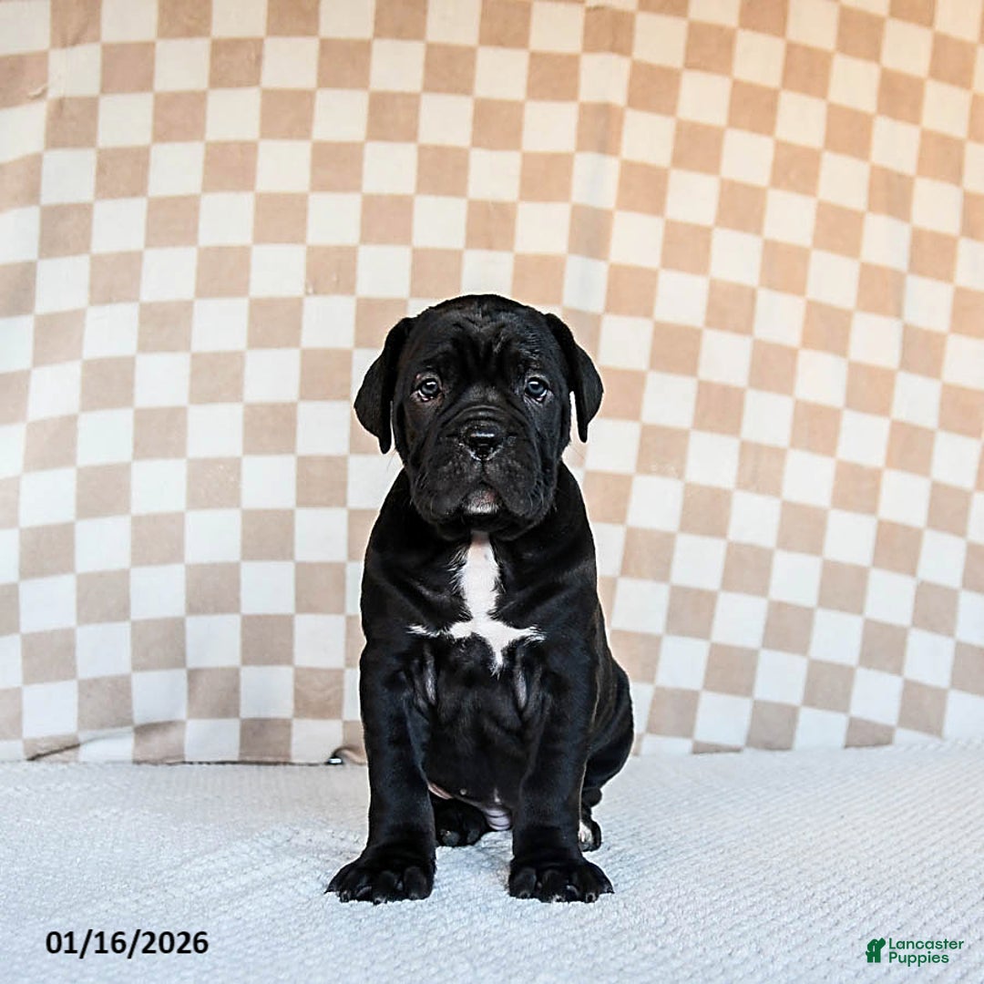 Cane Corso dogs for sale: Maggie - Ad 4