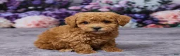 Bichpoo dogs for sale: Dodge - Ad 3