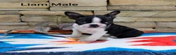 Boston Terrier dogs for sale: Liam Male - Ad 2