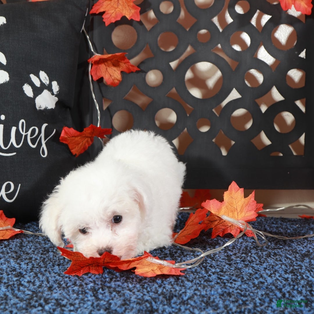 Bichpoo dogs for sale: Sebastian Show Stopping Poochon Puppy  - Ad 5
