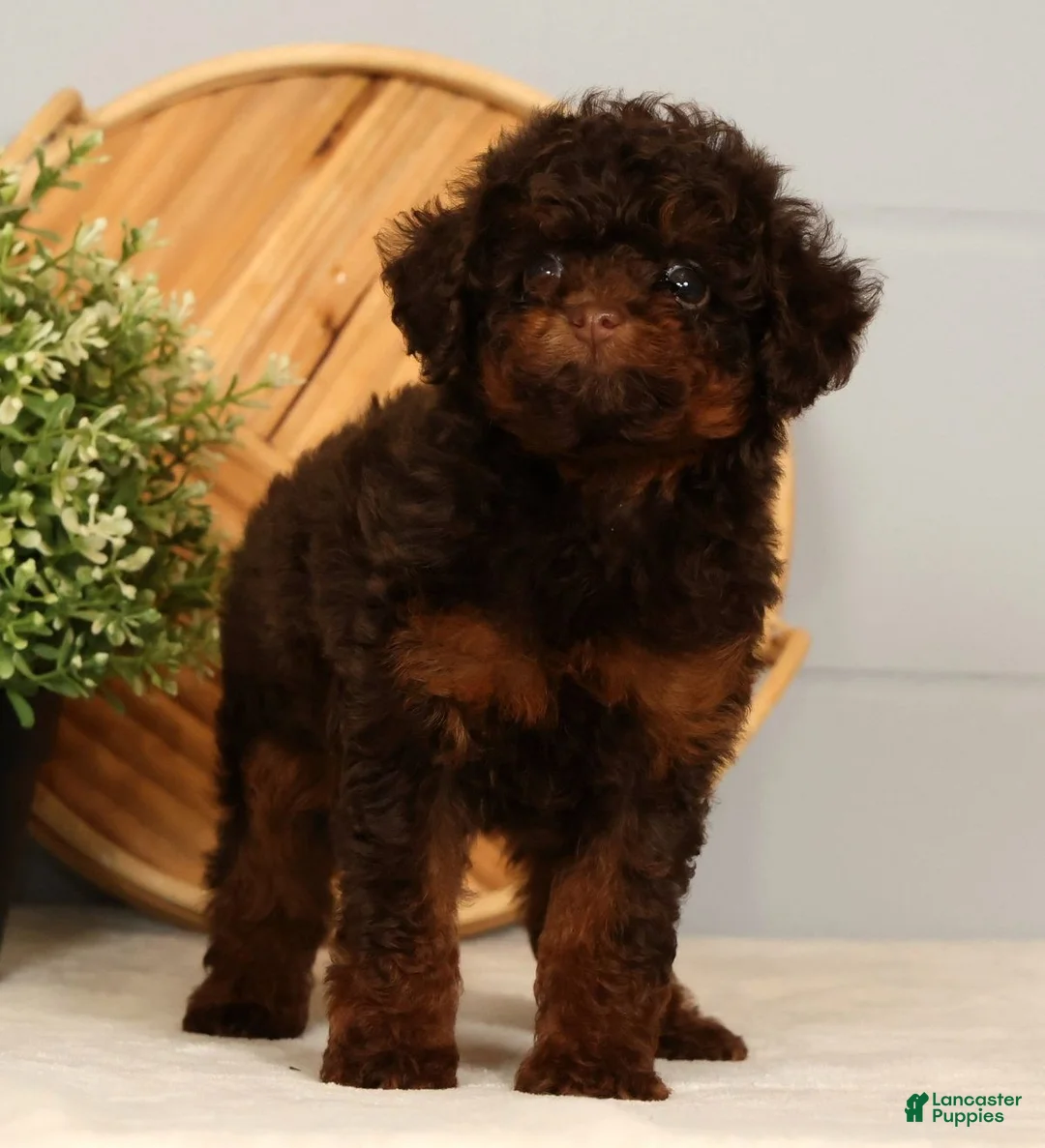 Toy Poodle dogs for sale: Sweetie - Ad 1