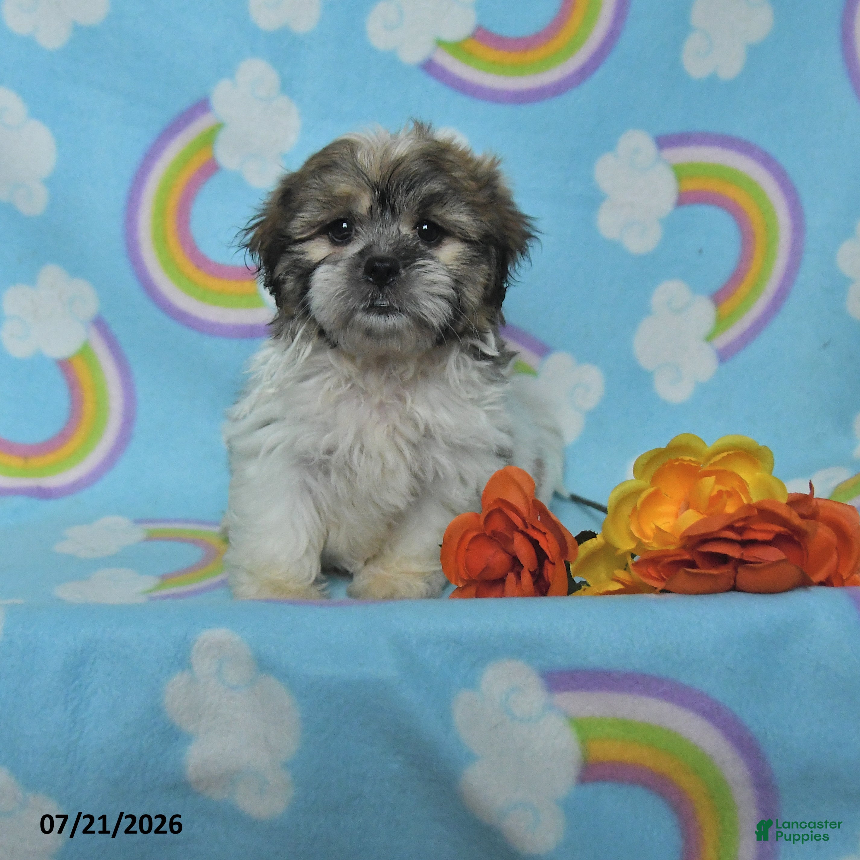 Teddy Bear dogs Buddy - Ad 1
