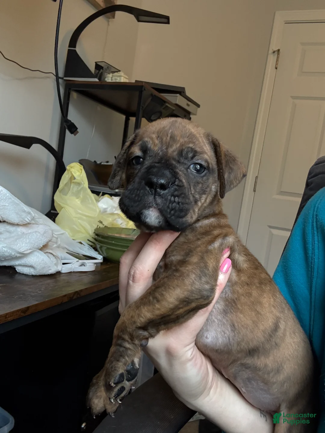 Mixed Breed dogs for sale: Mixed Breed Puppy 5 - Ad 3