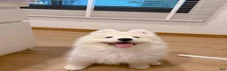Samoyed dogs for sale: Mona - Ad 5