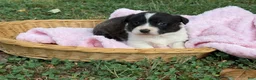 Mixed Breed dogs for sale: BRINDLE - Ad 11