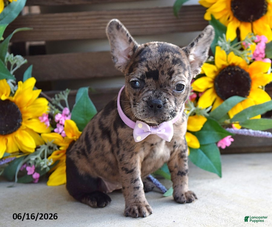 Frug dogs Jill - Ad 1